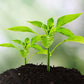 🌱 🔥 Analizator gleby 3 w 1 z czytelnym wyświetlaczem 🌿